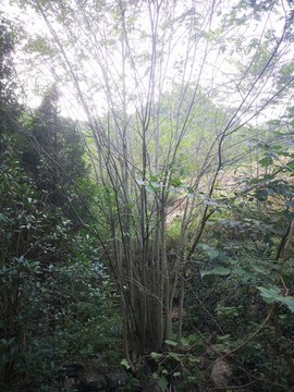 檀皮