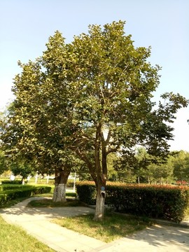柿子樹