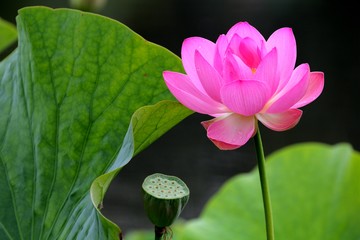 荷花