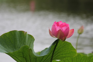 荷花