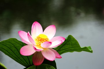 荷花