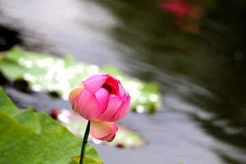 荷花