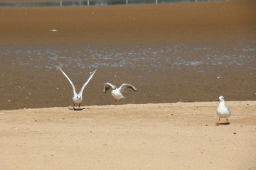 海鷗