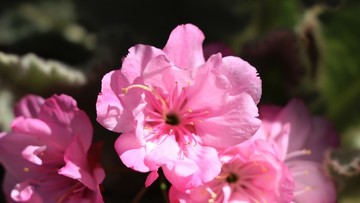 櫻花花瓣
