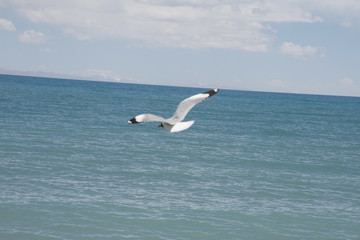 湖面飛翔海鷗