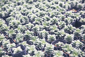 多肉植物