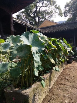 古寺荷花