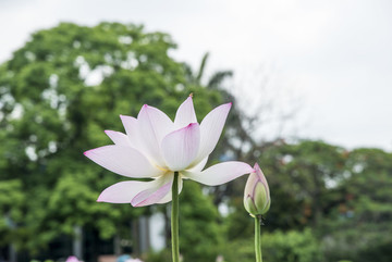 公園綻放荷花