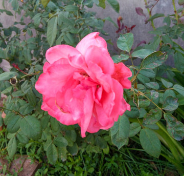 玫瑰花