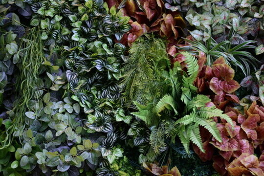 綠色植物墻
