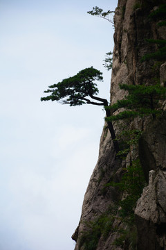 黃山迎客松