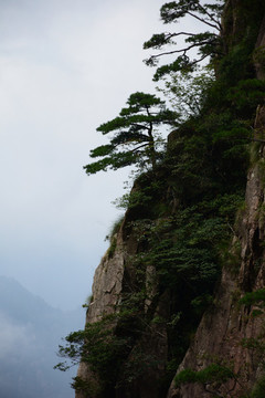 黃山迎客松