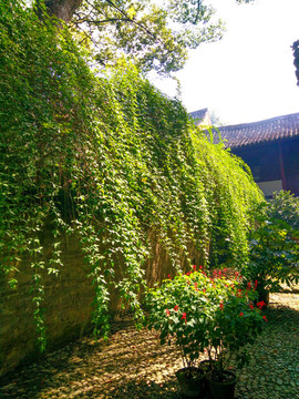 庭院美景