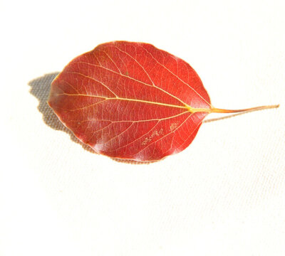 靜物紅葉片