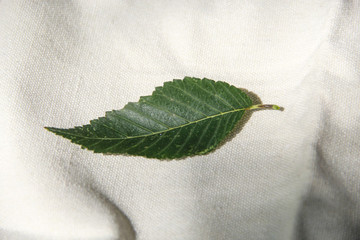綠葉一片