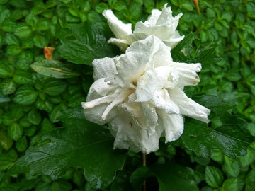 白色木槿花
