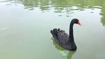 黑天鵝