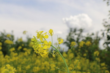 油菜花