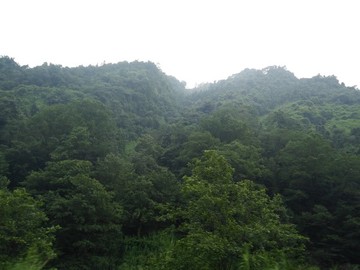 高山植被