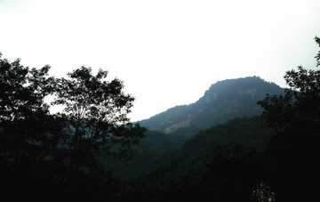高山植被
