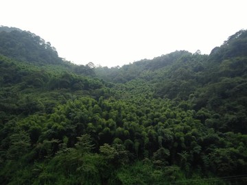 高山植被