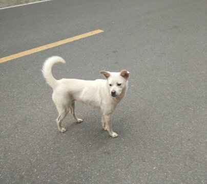 狗