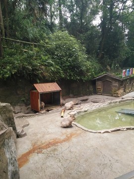 海貍鼠