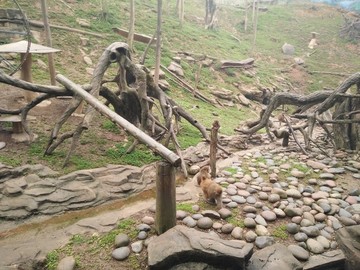 猴山