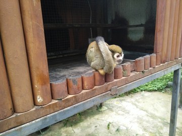 蜂猴