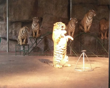 猛獸表演雜技