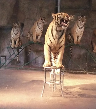 猛獸表演雜技