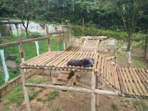 黑熊