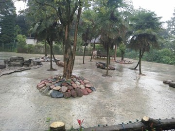 斑馬