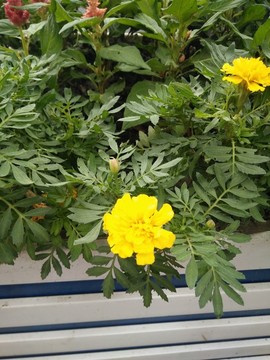 花卉