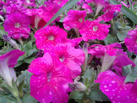 花圃