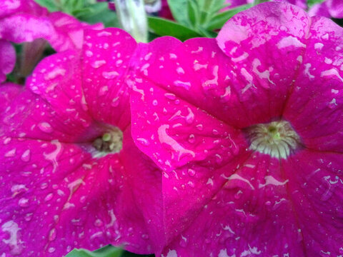 花瓣