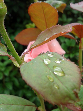 雨后樹(shù)葉