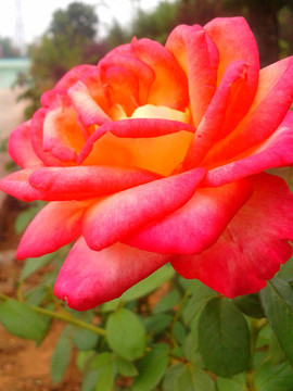 月季花