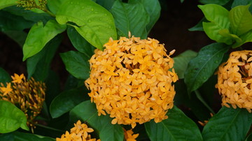 龍船花