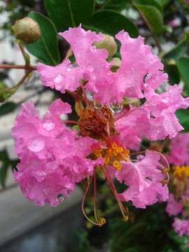 紫色花瓣
