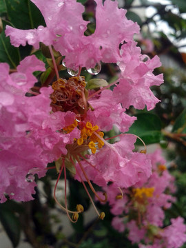 紫薇花