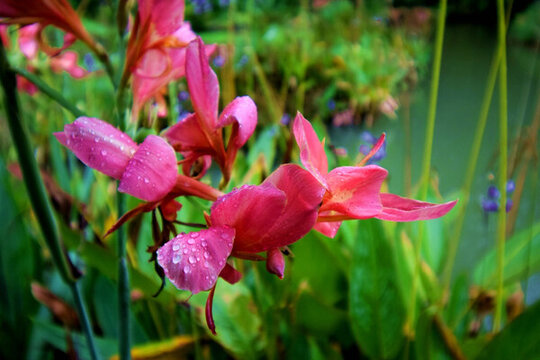 花卉