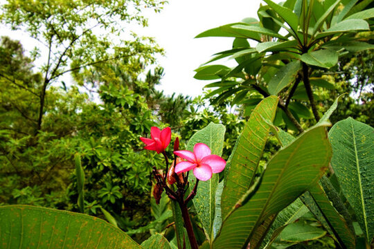 花