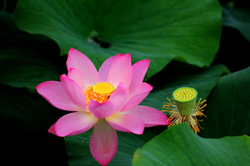 荷花