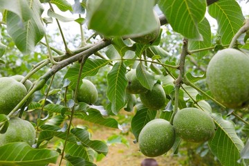 青皮核桃