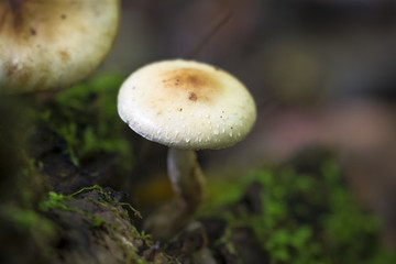 蘑菇