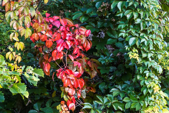 紅葉