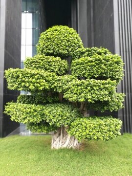 景觀樹盆景樹
