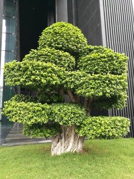 景觀樹盆景樹