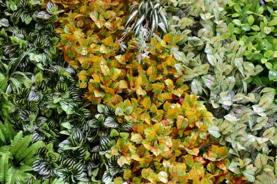 綠色植物墻
